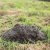 Bonneau Mole Control by Metro Wildlife Removal and Pest Control